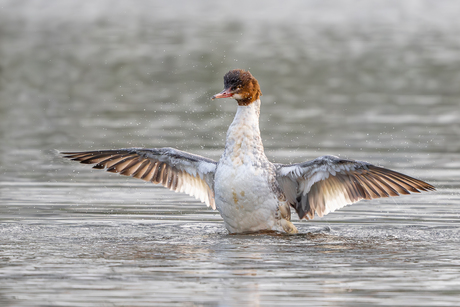 Zaagbek bezig met wasbeurt