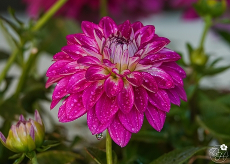 Dahlia in de regen