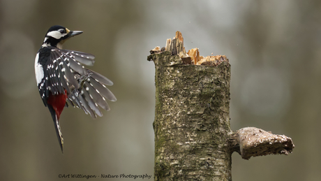 Aankomst Grote Bonte Specht