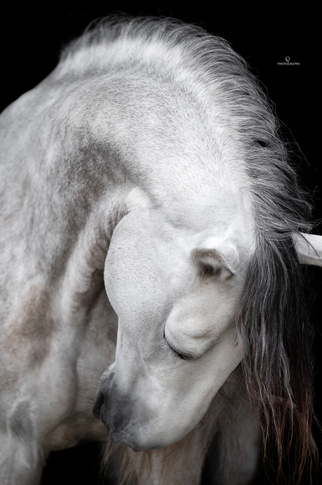 Fine Art met andalusier paard