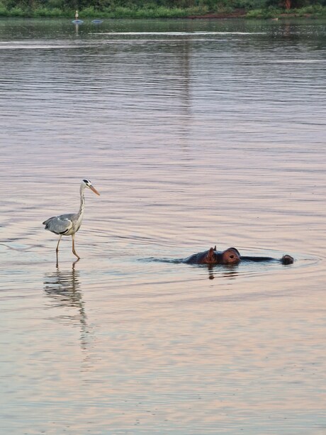 Reiger op een Nijlpaard.