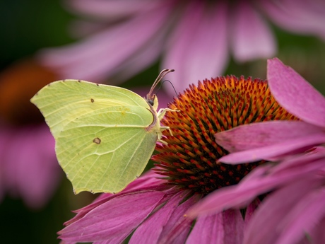 Work in progress …