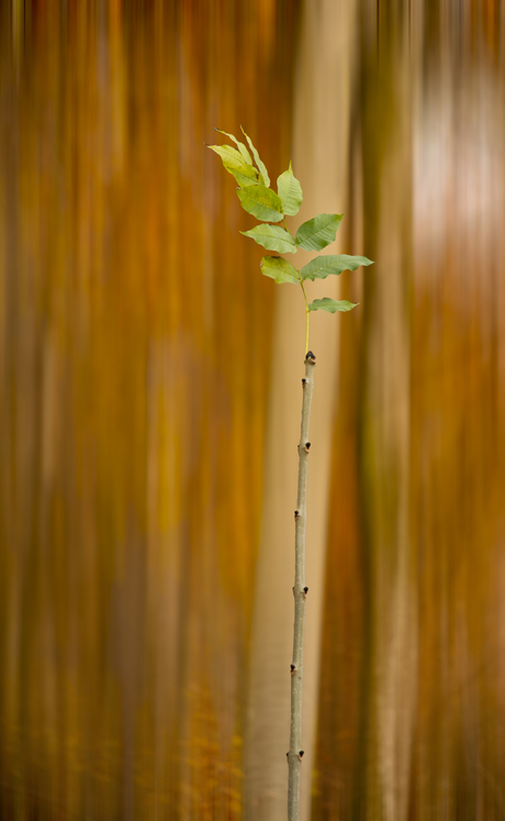 herfst