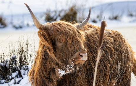 Schotse Hooglander in de sneeuw