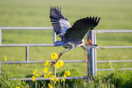 Reiger in/op de vlucht