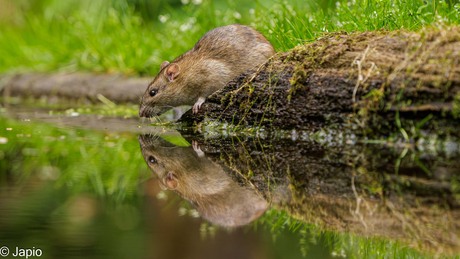 Rat