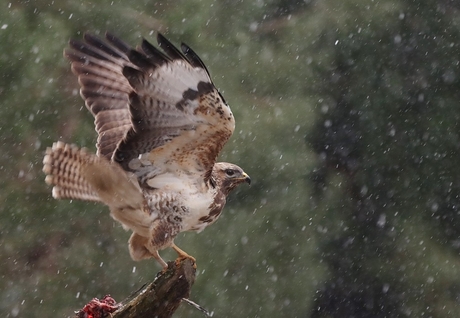 Buizerd