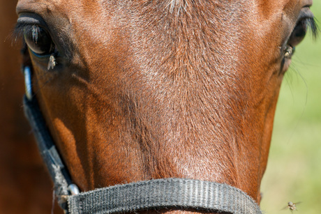 Close up Paard