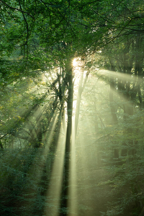 Ochtendzon