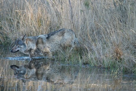 Wolf 4