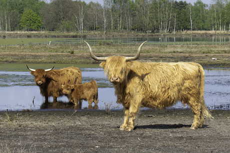 Familie portret