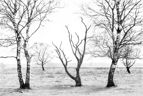 monochroom landschap