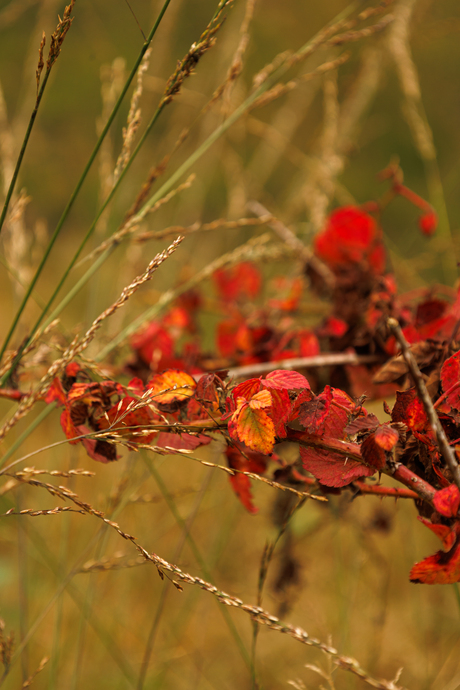 Herfst