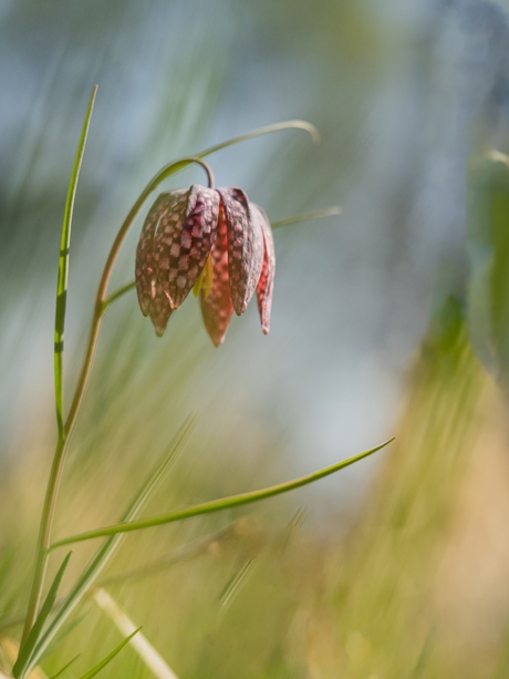 Kievitsbloem