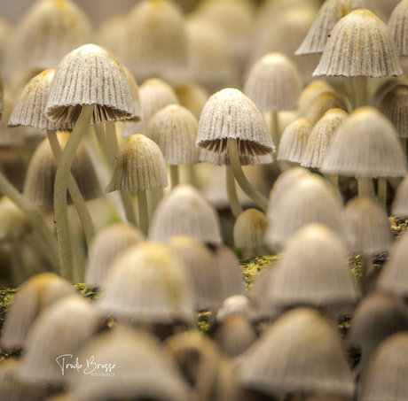 Mushrooms