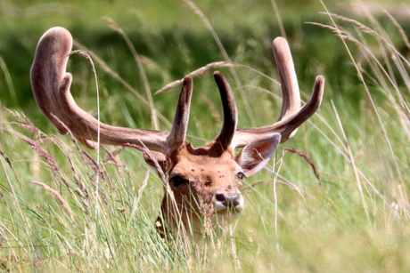 luierend in het hoge gras