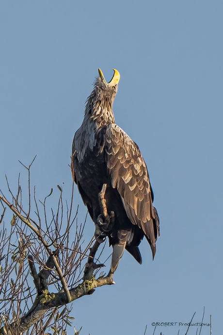 Baltsroep Zeearend