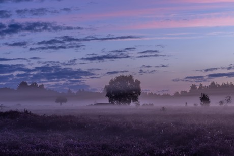 Dawn