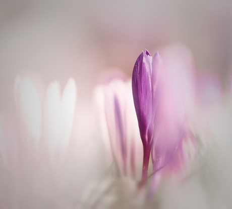 Fading...