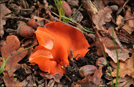 Grote Oranje Bekerzwam