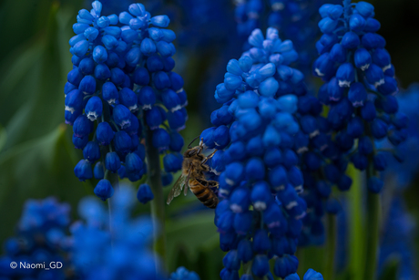 Bij in het blauw