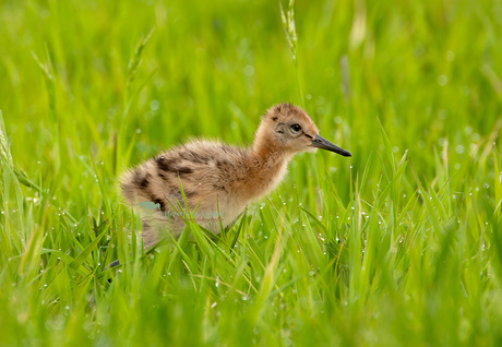 Foeragerende jonge Grutto