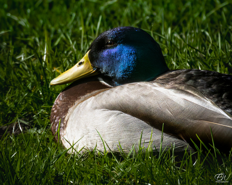 🌿 Zondags chillen