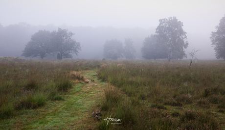 Een pad naar de mist...