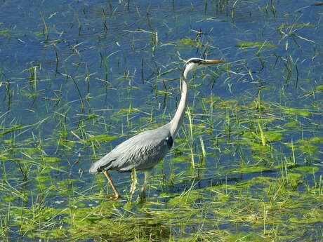 Blauwe reiger Ooijpolder, bij Nijmegen 2026 