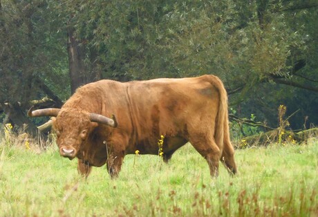 hooglander poseert