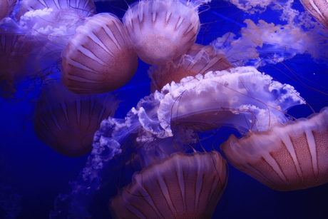 Jellyfish