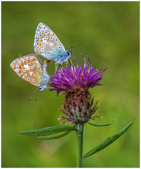 Parende icarusblauwtjes.