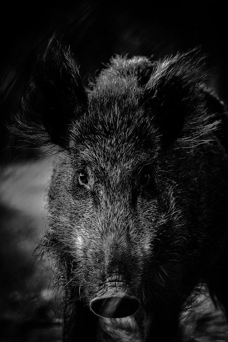 Wild boar fright