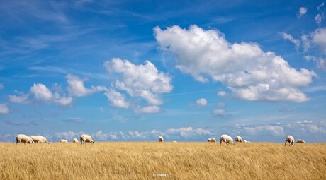 Droogte.