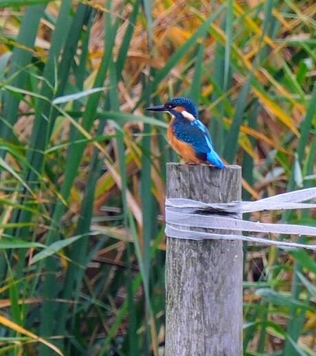 Ijsvogel 