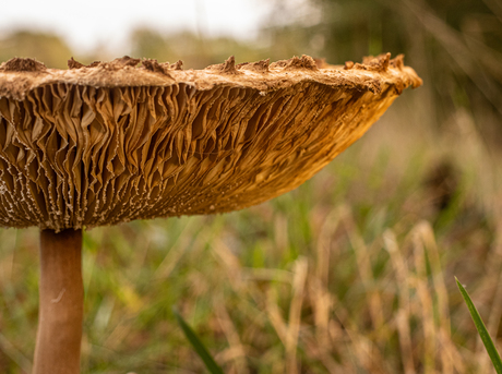 Paddenstoel laat z’n sporen zie 