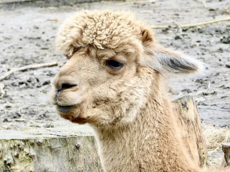 Alpaca