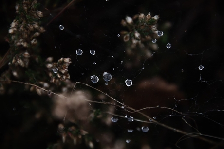 Dauwdruppels op de heide