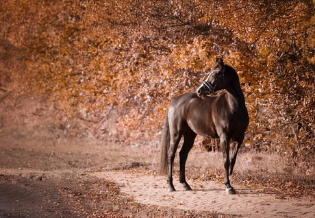 paard