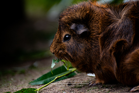 Bruine Cavia