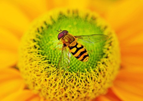 Zweefvlieg op een bloem
