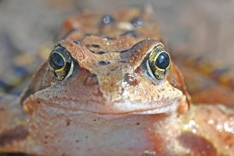 Bruine kikker 