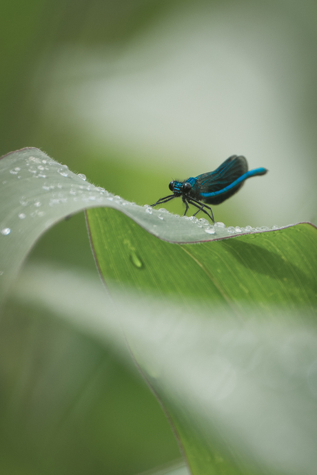 Grote waterjuffer