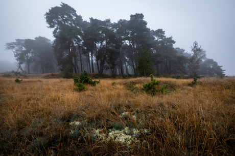 Mist op het Wekeromse Zand