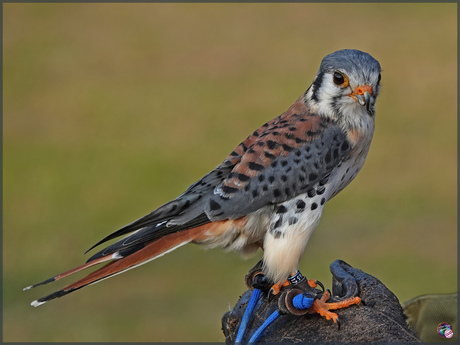 Amerikaanse torenvalk ...