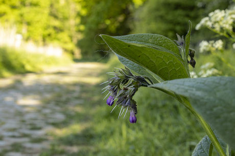 Puur natuur
