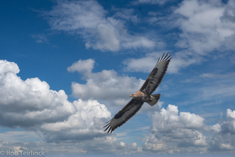Buizerd