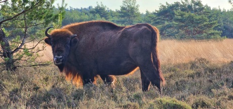 Wisent in het zonnetje gezet 