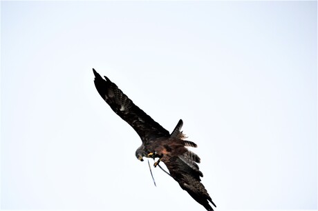 hey kijk mij hoog vliegen