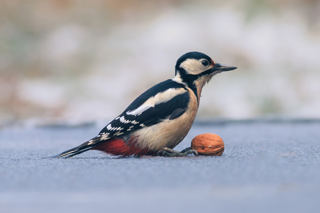 Grote bonte specht op het ijs met een walnoot